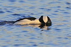 Bufflehead